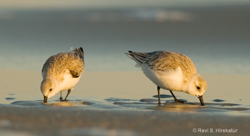 Sanderlings feeding