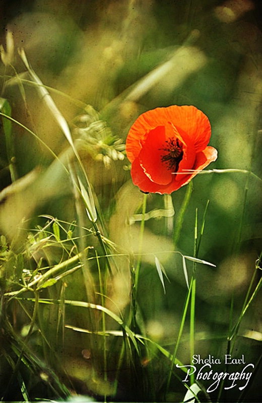 The Last Poppy