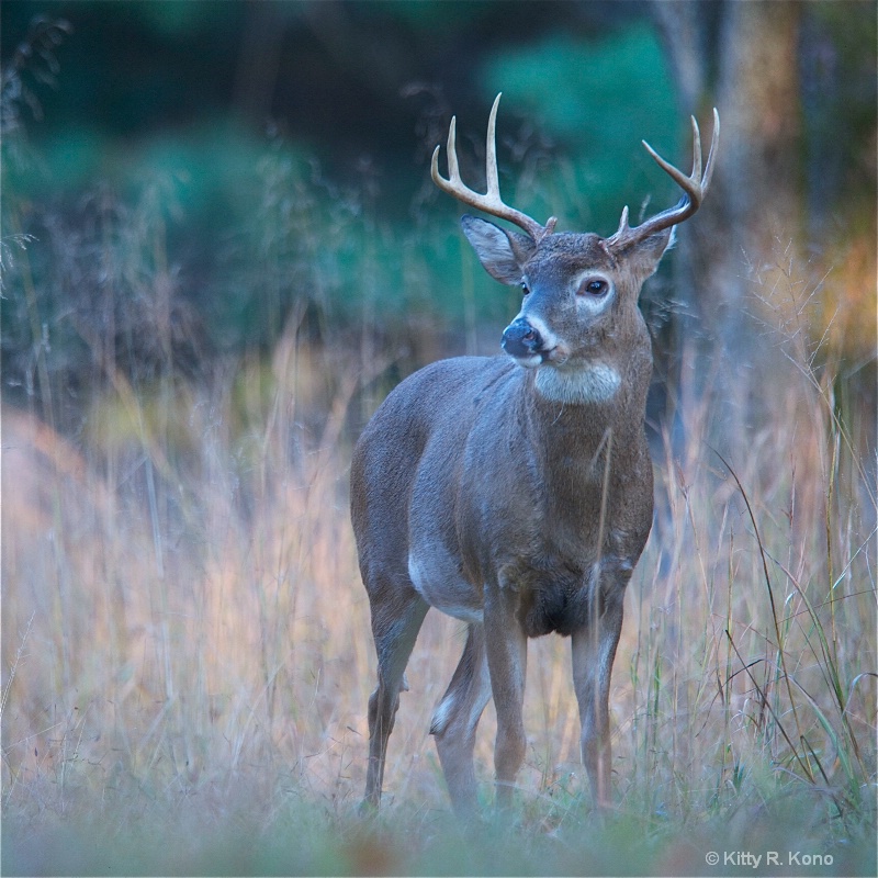 deer