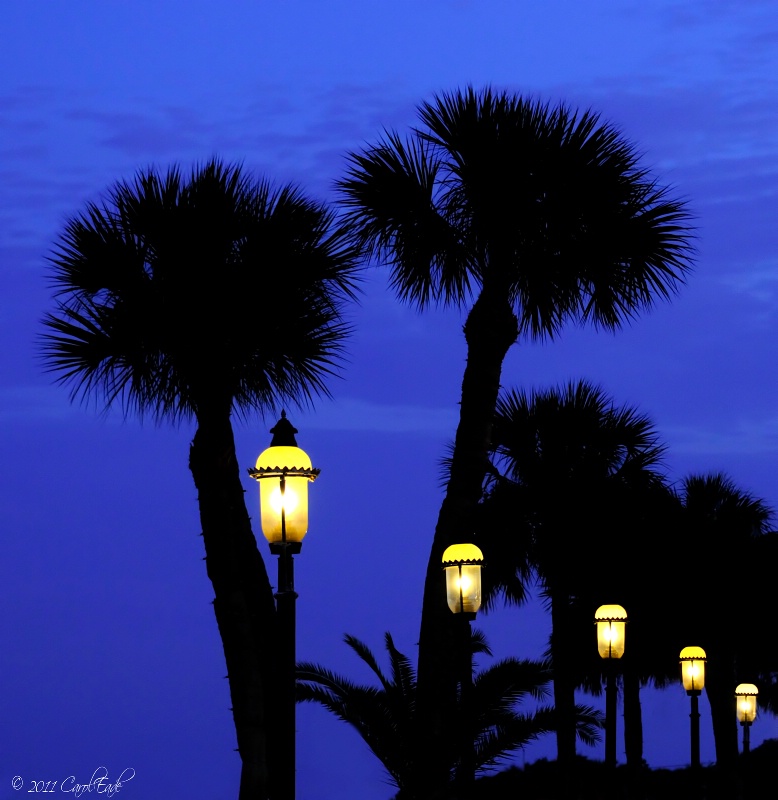 Palms in Twilight
