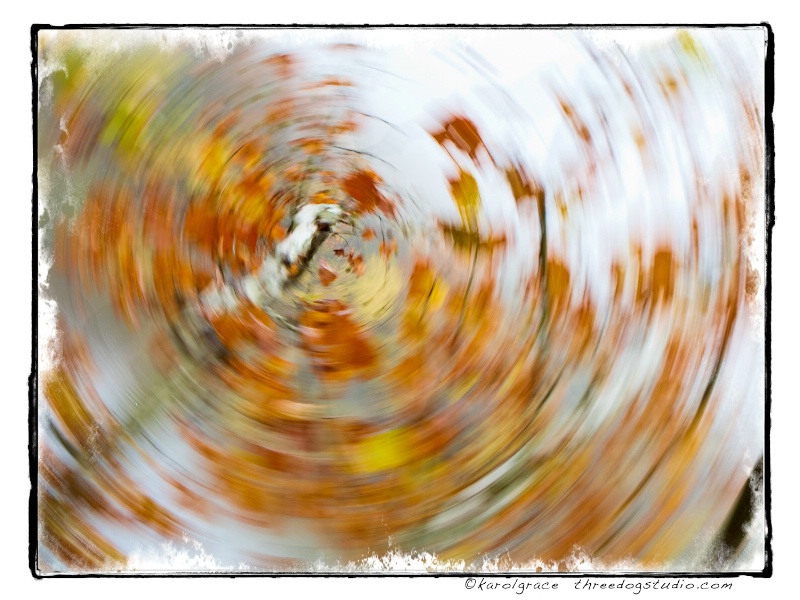 Sycamore Spin