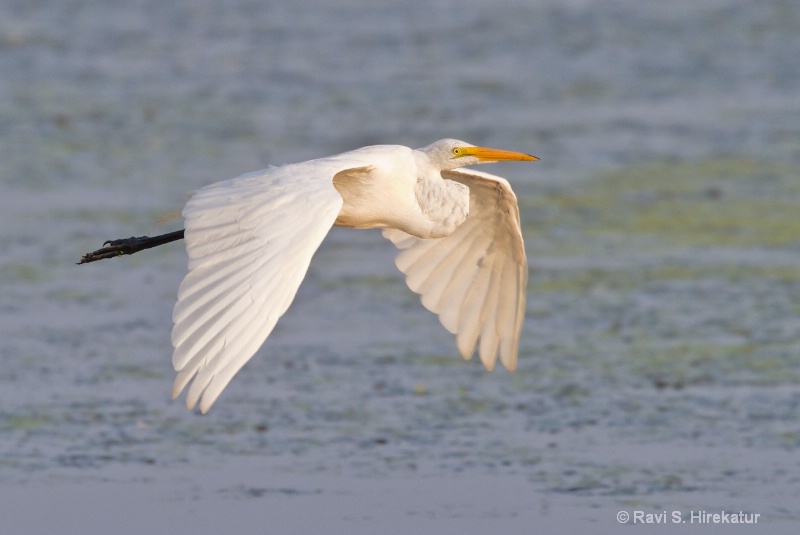 Great Egret in flight