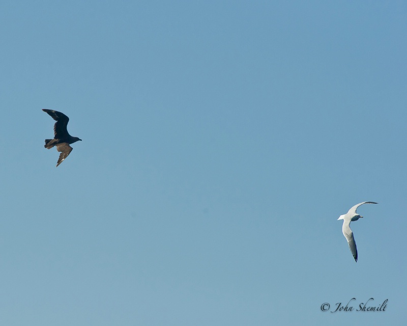 Skua chasing Herring Gull_2 - Nov 6th, 2011