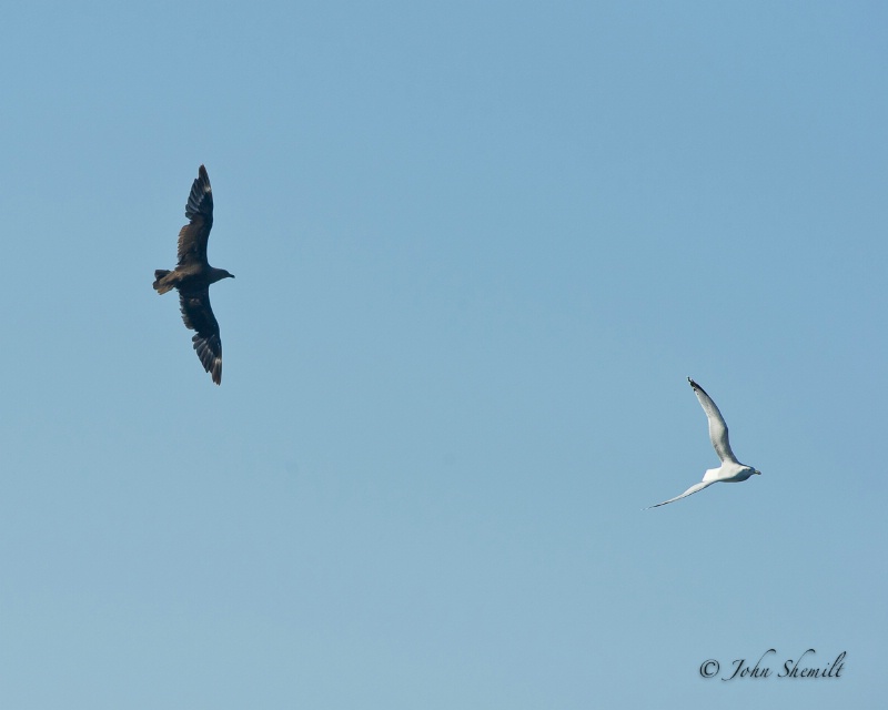 Skua chasing Herring Gull_3 - Nov 6th, 2011