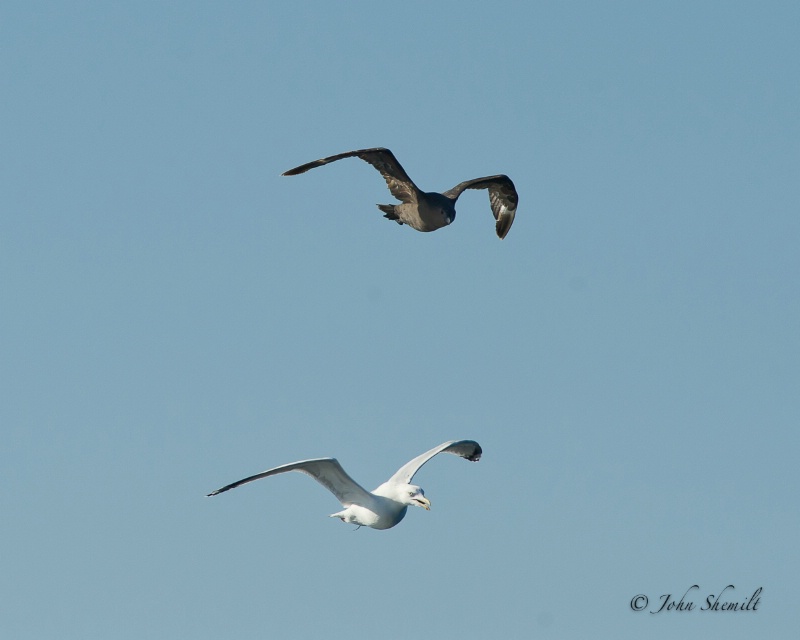 Skua chasing Herring Gull_7 - Nov 6th, 2011