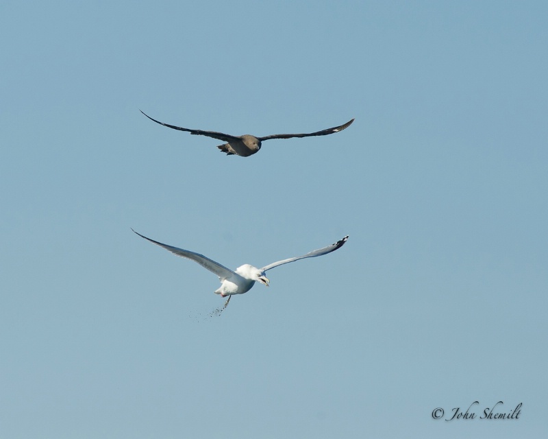 Skua chasing Herring Gull_8 - Nov 6th, 2011