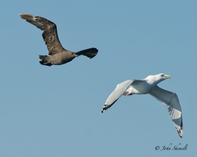 Skua chasing Herring Gull_10 - Nov 6th, 2011