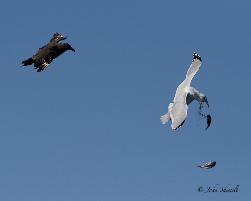 Skua chasing Herring Gull_13 - Nov 6th, 2011