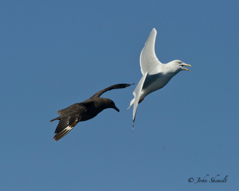 Skua chasing Herring Gull_14 - Nov 6th, 2011