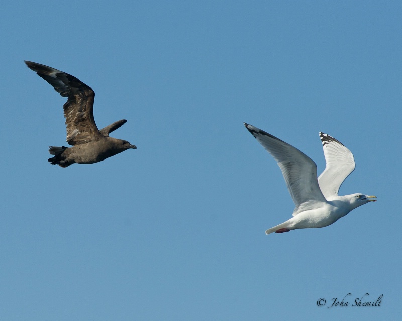 Skua chasing Herring Gull_13 - Nov 6th, 2011