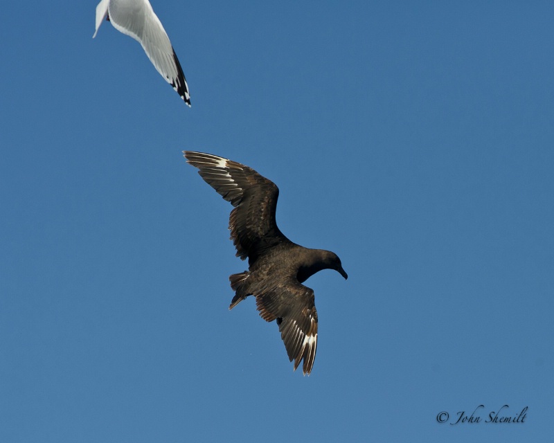 Skua chasing Herring Gull_17 - Nov 6th, 2011