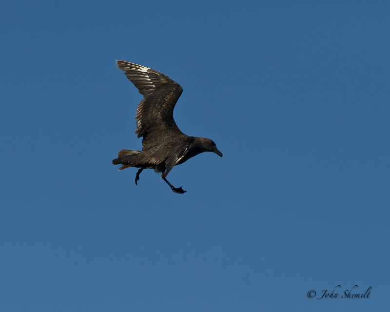 Skua chasing Herring Gull_18 - Nov 6th, 2011