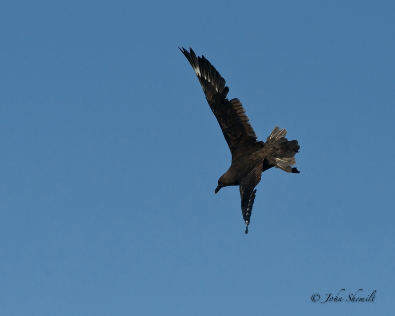 Skua chasing Herring Gull_19 - Nov 6th, 2011