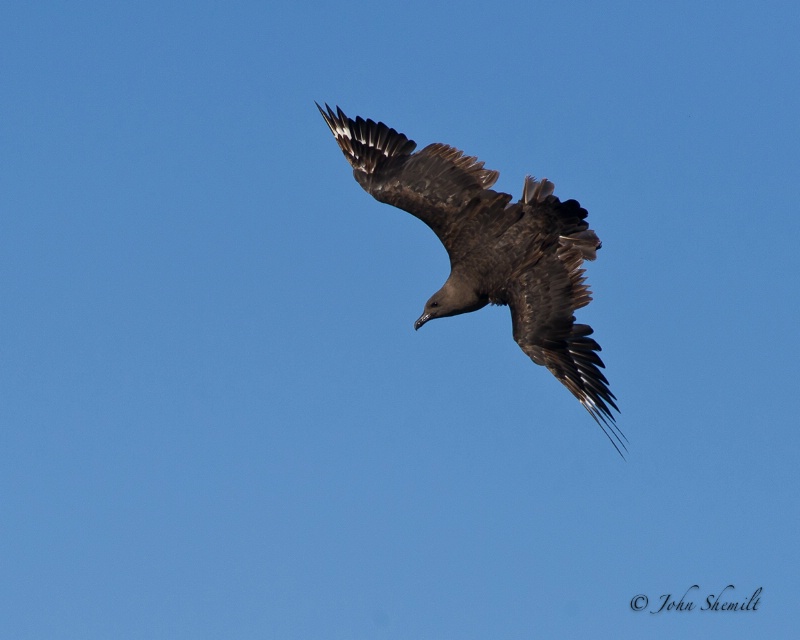 Skua chasing Herring Gull_22 - Nov 6th, 2011