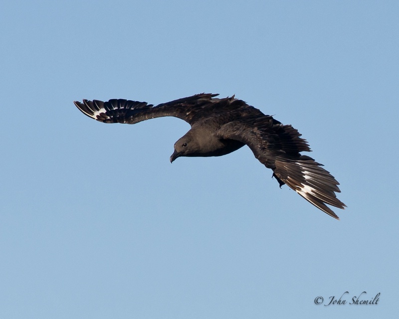 Skua chasing Herring Gull_23 - Nov 6th, 2011