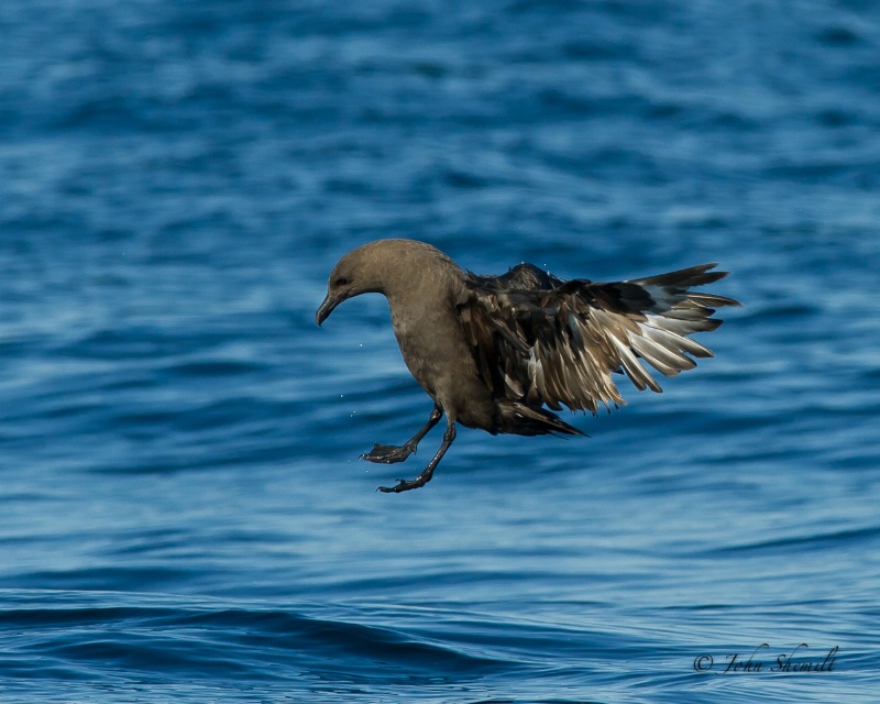 Skua chasing Herring Gull_24 - Nov 6th, 2011