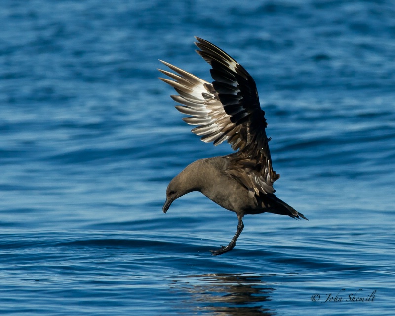 Skua chasing Herring Gull_25 - Nov 6th, 2011