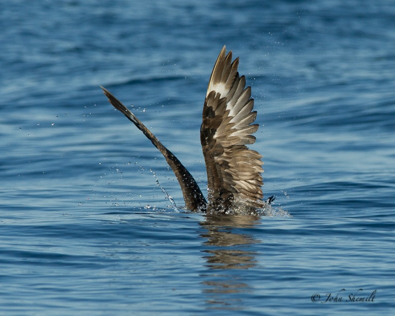 Skua chasing Herring Gull_26 - Nov 6th, 2011