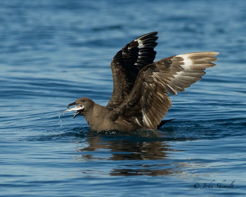 Skua chasing Herring Gull_27 - Nov 6th, 2011