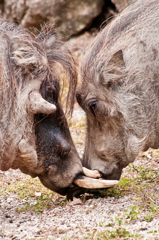 Tusk War