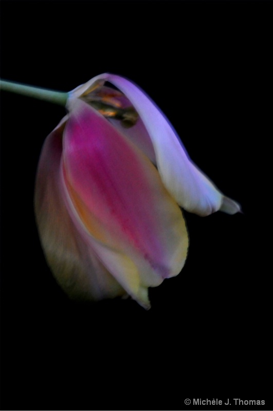 Wilted Tulip !