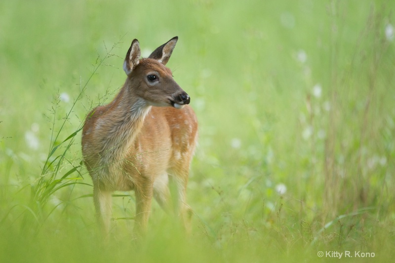 Fawn in the Grass