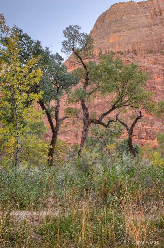 Dancing  Trees ~ Zion National Park