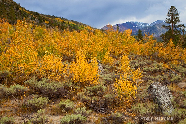 East Fork Aglow