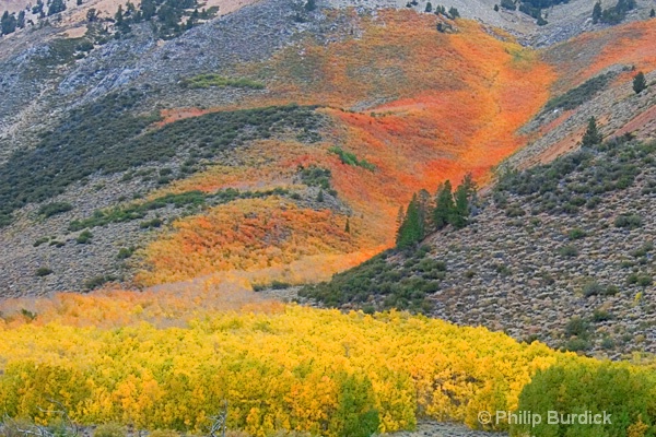 Flaming Aspen