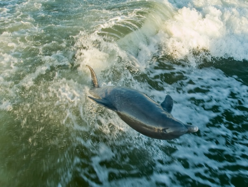 Riding the Wake Dolphin