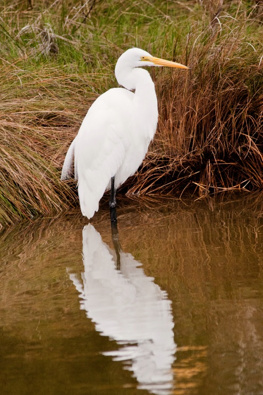 Egret in Chincoteague