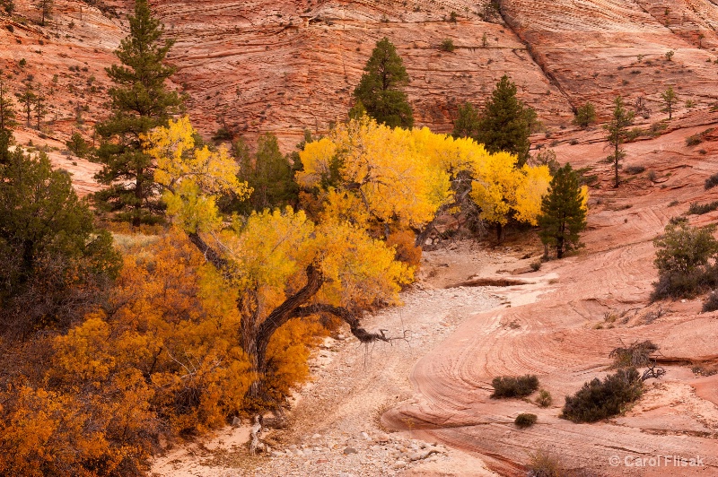 Fall Color in Zion ~ Zion National Park