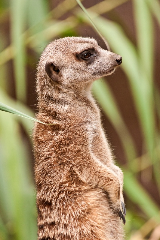 Memphis Meerkat Profile