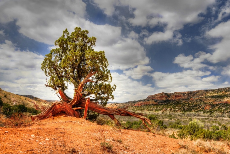 Juniper