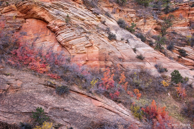 Zion Fall Color ~ Zion National Park