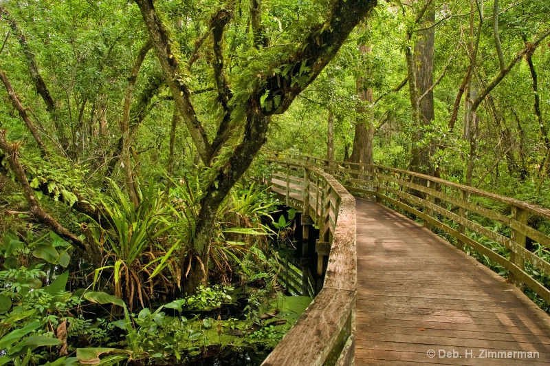 And the Boardwalk Curves a Corkscrew Swamp
