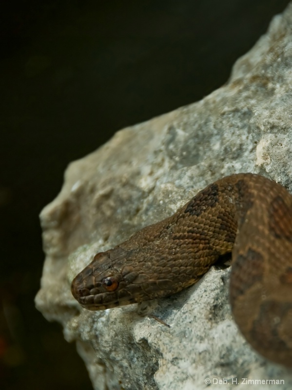 Close up of a Brown Watersnake