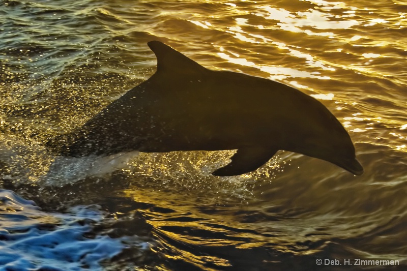 Dolphin at Sunset at 10000 Islands