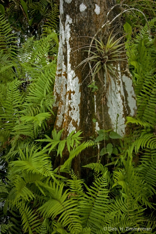 Loxahatchee cypress in ferns