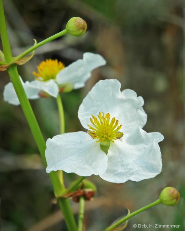 Loxahatchee wildflower-white