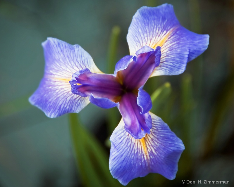 Wild iris at Corkscrew Swamp