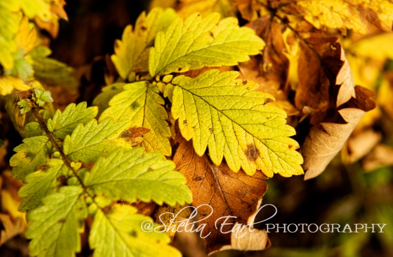 The Last of the Leaves