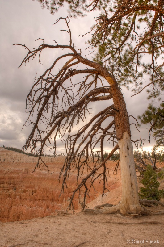 Bowing to Beauty ~ Bryce Canyon National Park