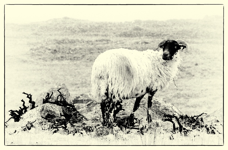 Retro Sheep