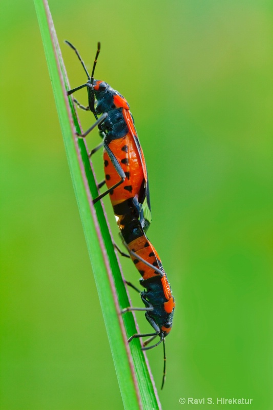 Mating beetles