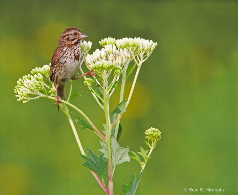 Henslow's Sparrow