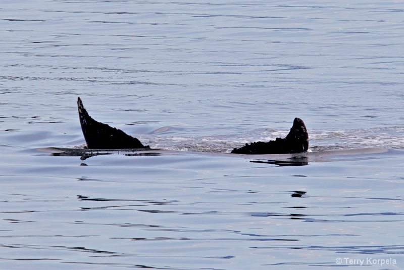 Whale Alaska