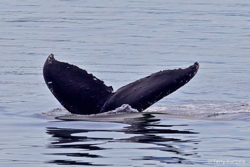 Whale Alaska