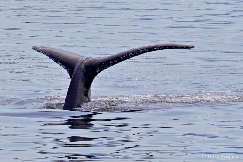 Whale Alaska