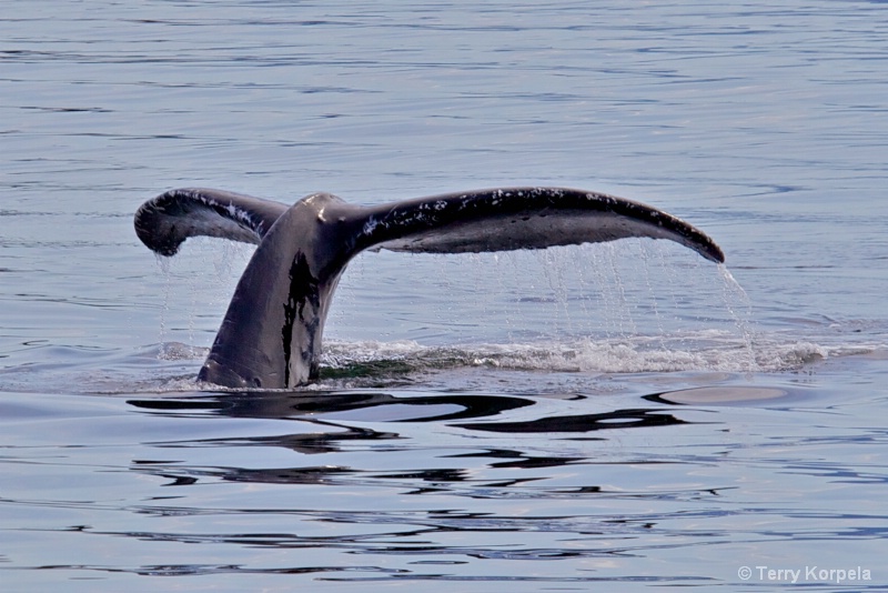 Whale Alaska